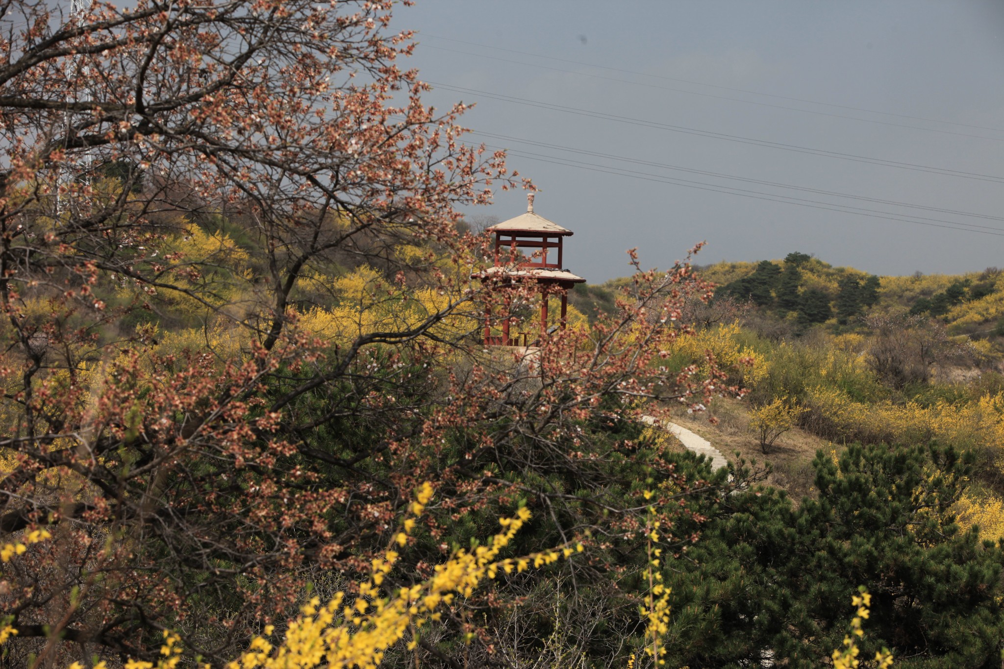 黄花岭上的连翘花—安泽行之春