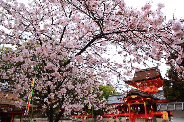 大阪,京都,奈良,日本关西地区赏樱花好去处推荐排名前十位