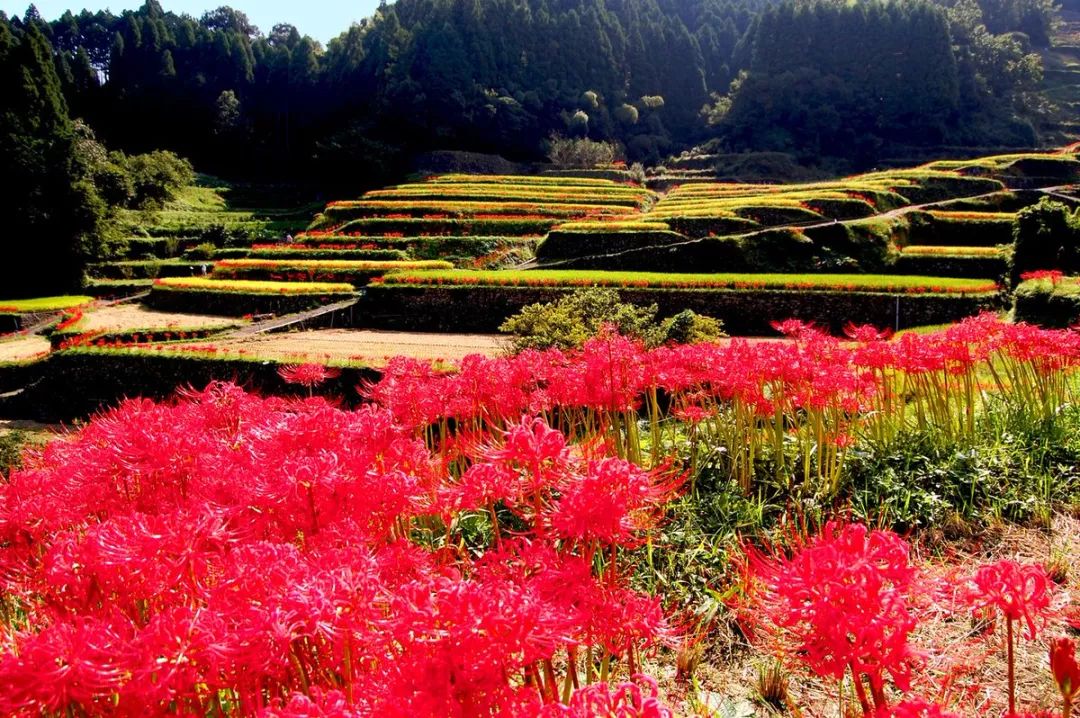 红叶季还没到,但是我有9月限定的彼岸花海