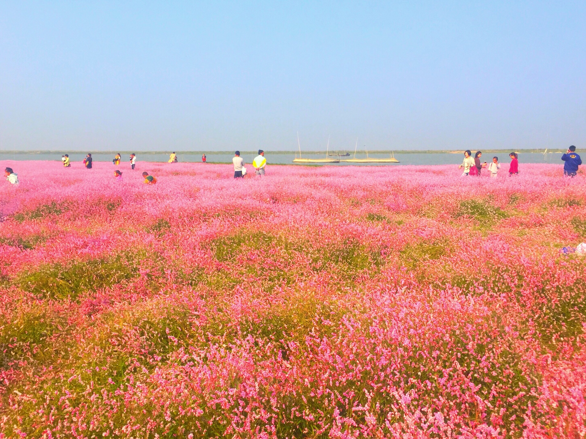 鄱阳湖的蓼子花海手机拍摄