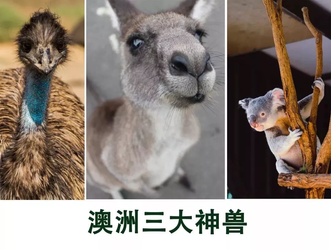 澳大利亚 自由行攻略 当然 澳洲的鳄鱼也很出名
