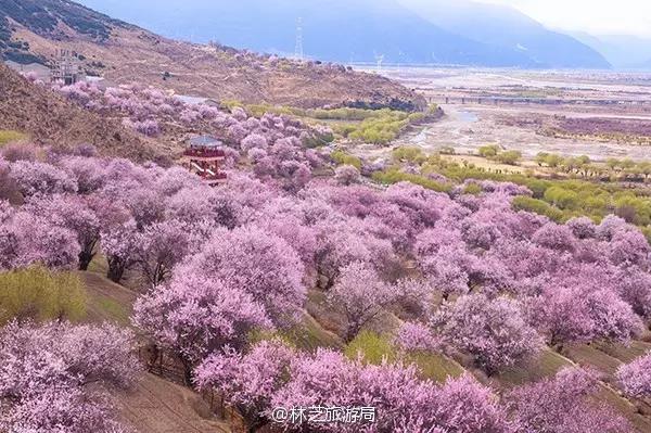 山花烂漫的狂野藏地,有个经久不衰的桃花源—林芝