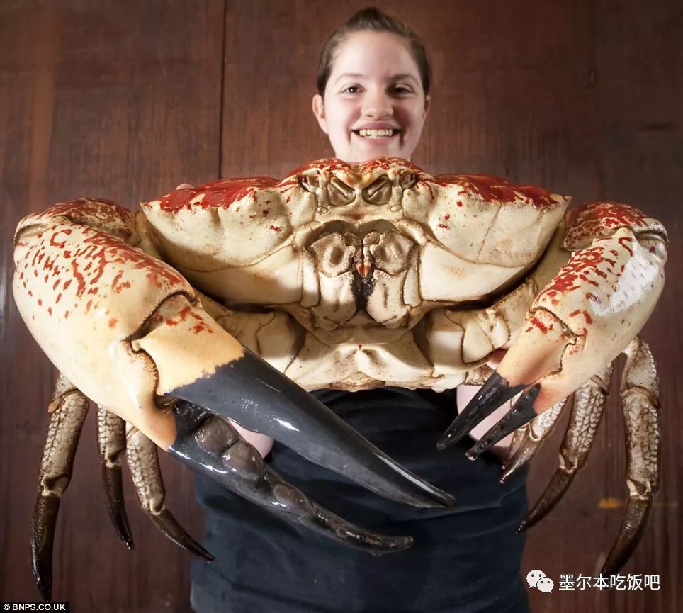 皇帝蟹(giant crab)