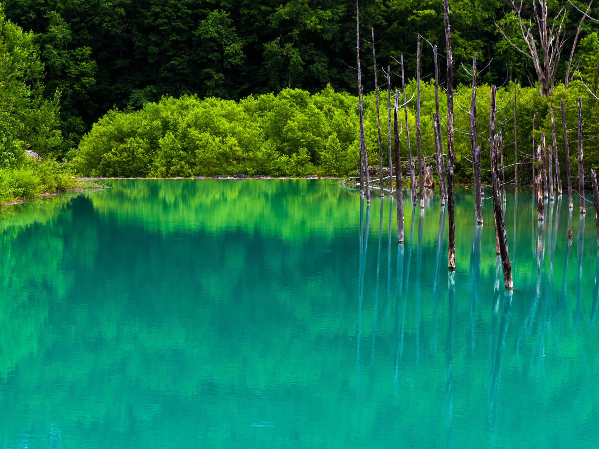 夏日消暑好去处,北海道欢迎你(2018美瑛·附交通)