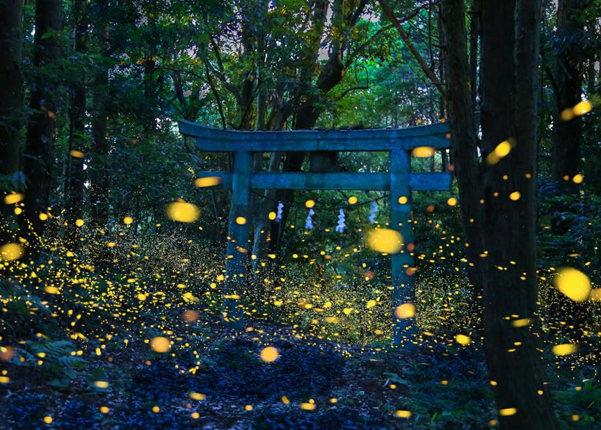 日本的梅雨季反而最好玩?在夜晚追逐萤火虫之光