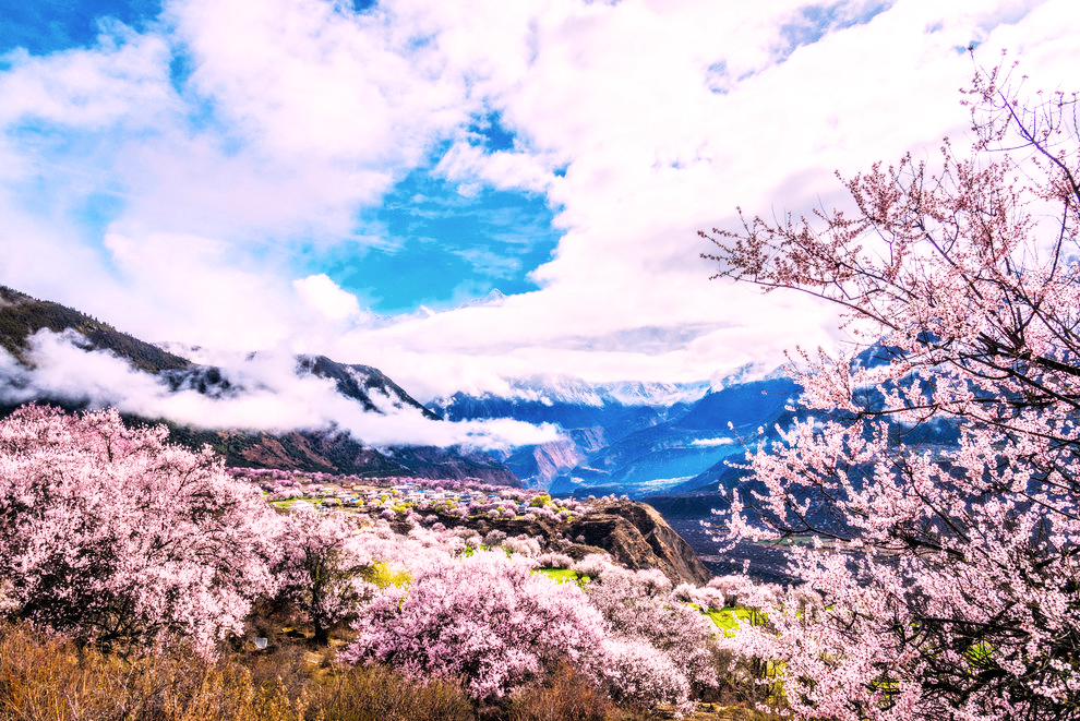 醉美桃花季·西藏拉萨·林芝波密桃花沟 嘎拉桃花村 达东村5日行摄之