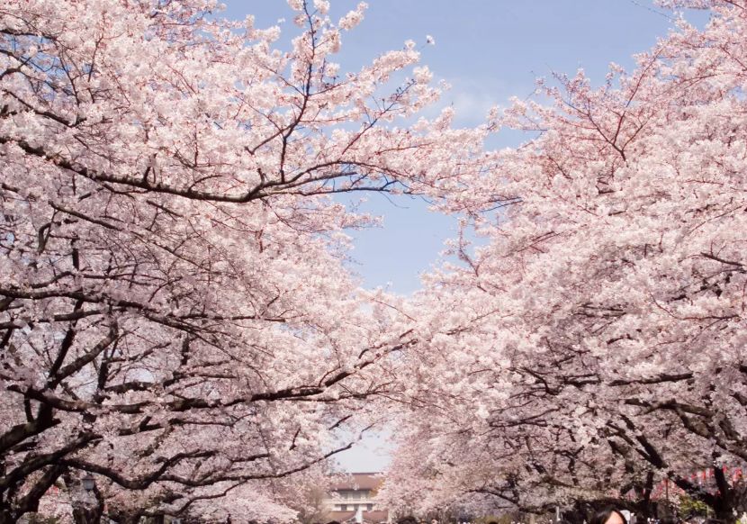 :上野公园樱花