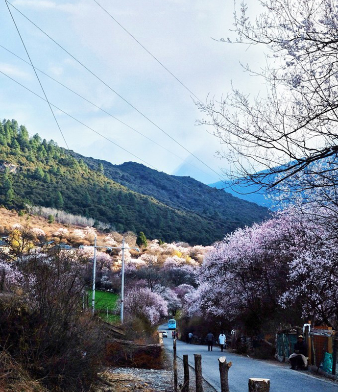 318公路:从四川入西藏,这11处春季赏花的好地方不要错过