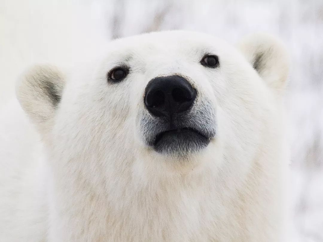 《从南到北的旅程》之动物园的北极熊|摄影|游记|勤奋的小麦芽 - 原创作品 - 站酷 (ZCOOL)