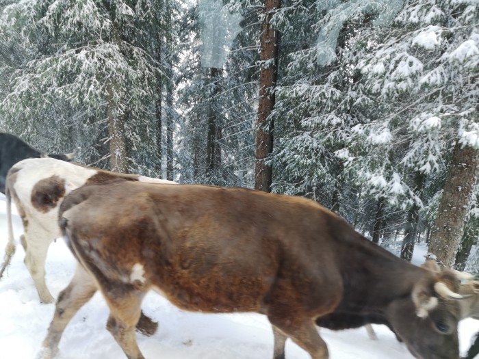五一去伊犁,天气冷吗
