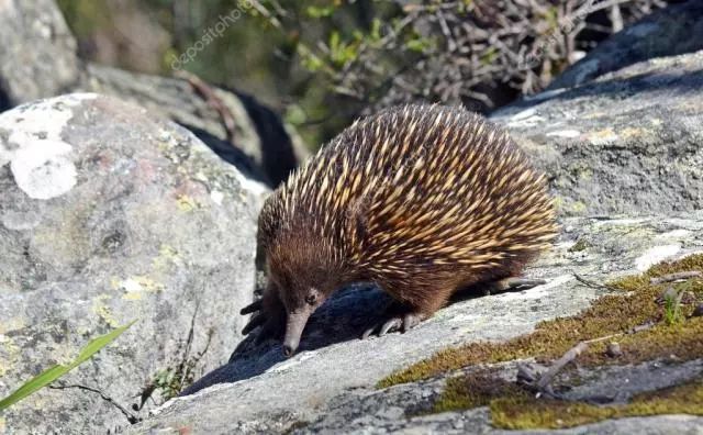 echidna-针鼹,最古老的哺乳动物之一,和鸭嘴兽并存于一个目,是世界上