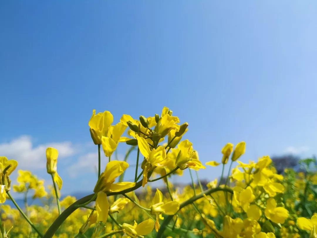 丽江油菜花观赏全攻略含花期地址门票