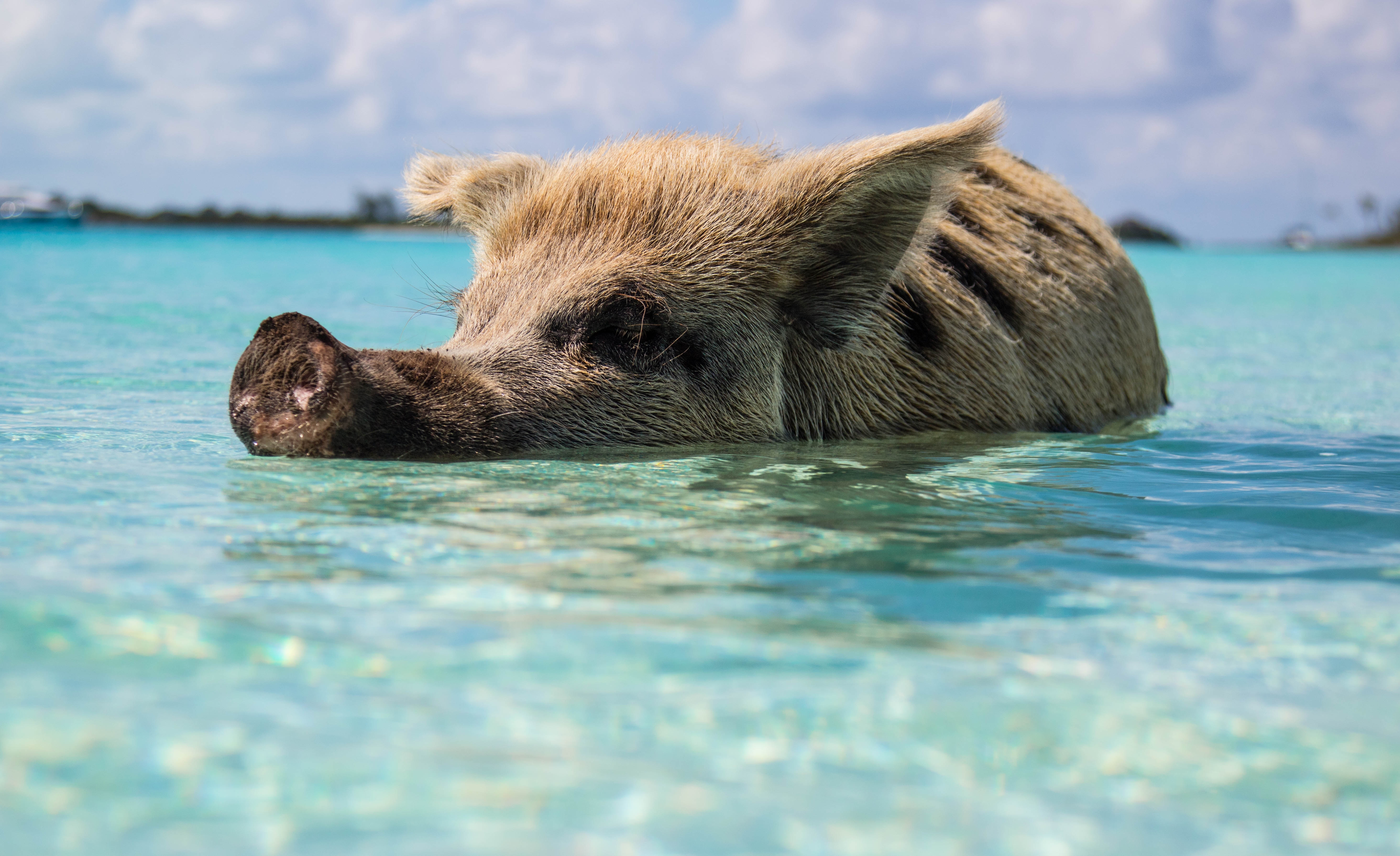 海 猪坎昆的猪哈勃岛古巴 猪古巴 海边 猪猪岛坎昆 猪墨西哥坎昆岛
