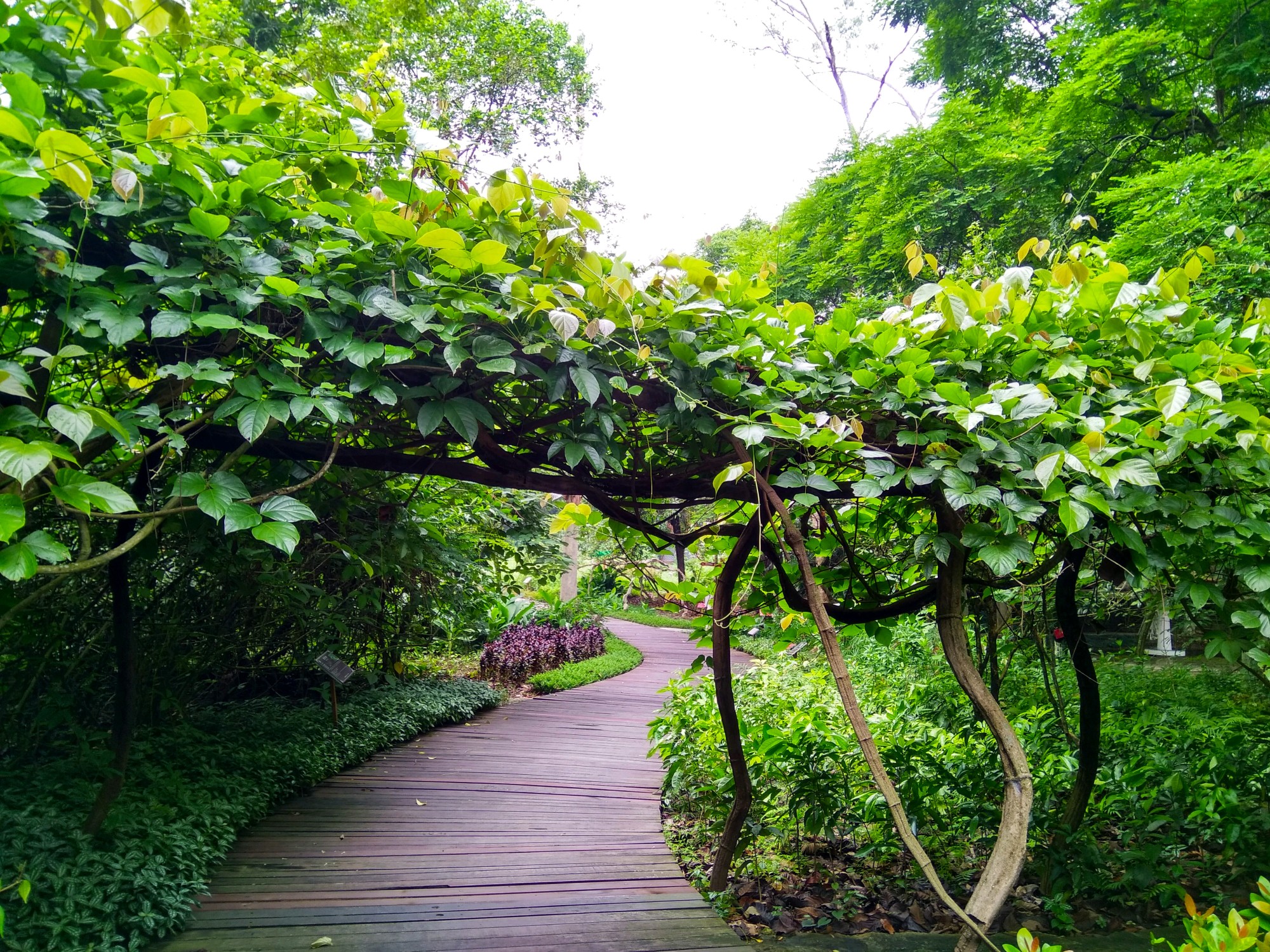 【南宁景点图片】广西药用植物园