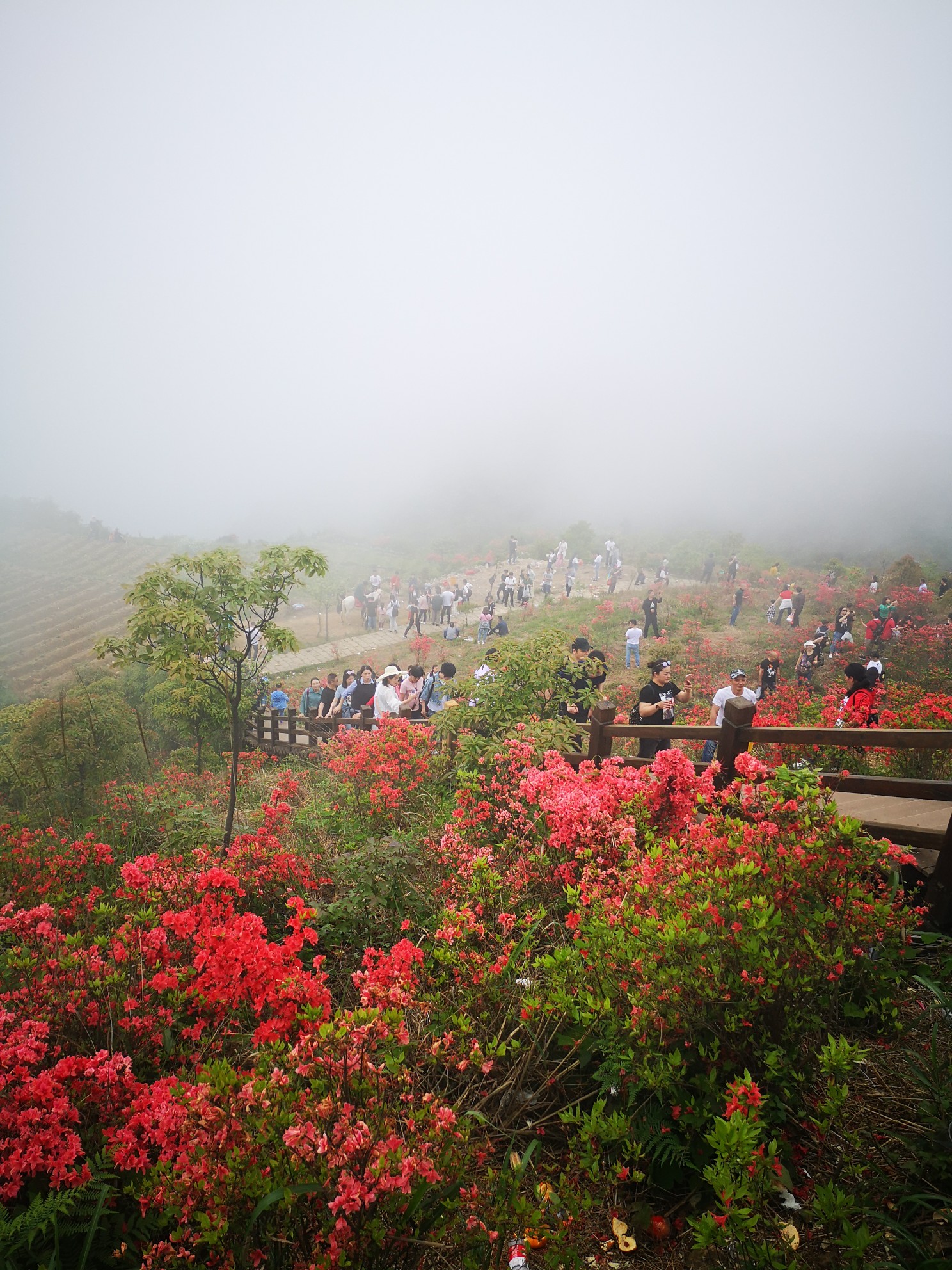 周末休闲登圣井山观杜鹃花海闲逛大西洋银泰城