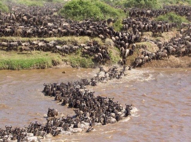 【safari 在斯瓦西里语中 safari的字面上