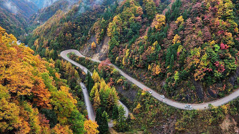 0距离拍摄朱鹮 光雾山红叶季 香炉山 黑熊沟 太洋公路 黄柏塬 西安)