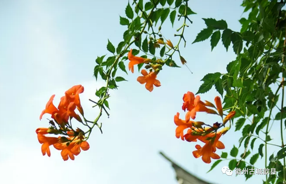 中国人很早就有凌霄花的记载《诗经》里"苕之华,芸