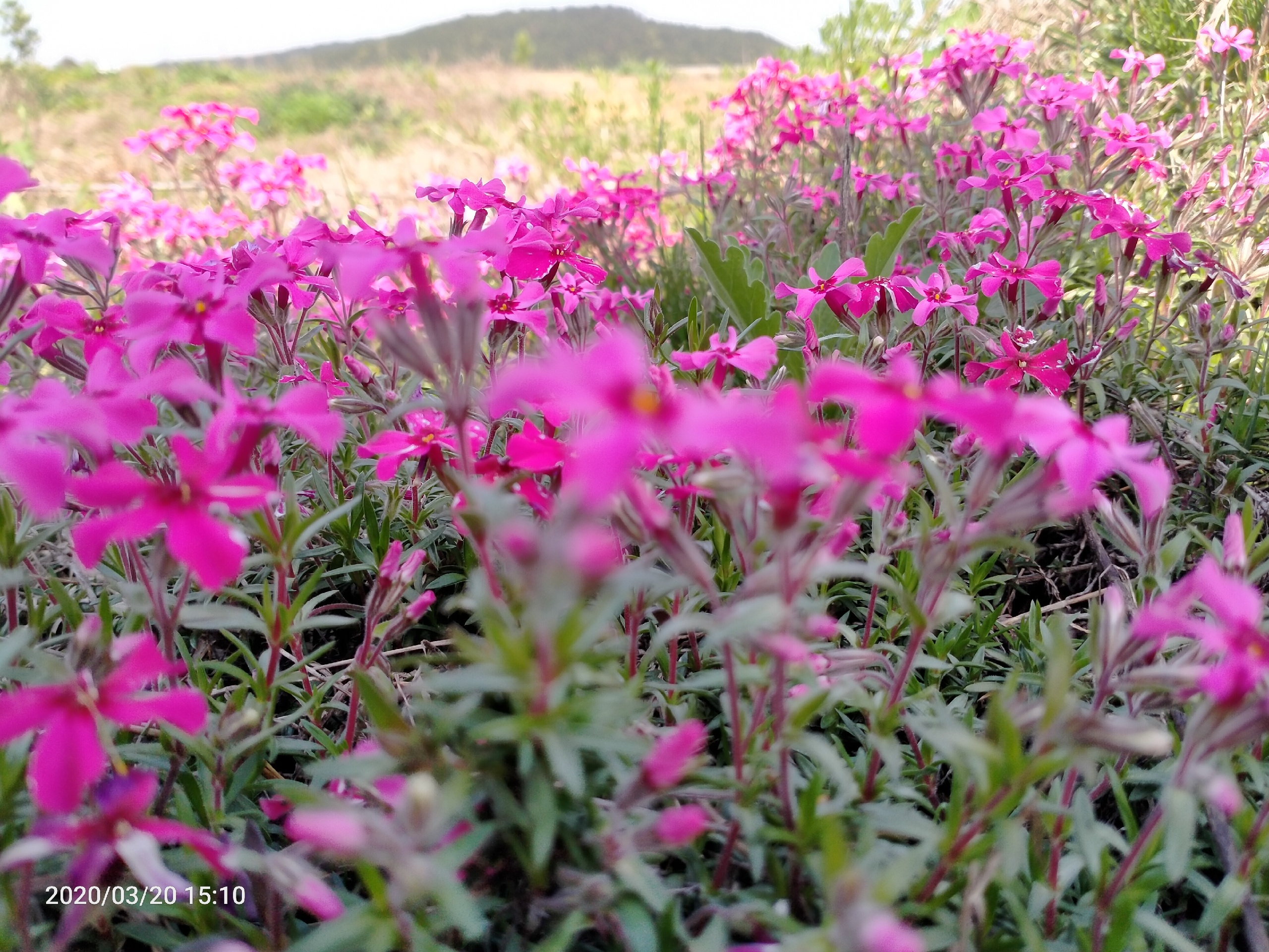 蕲春古城蕲州龙泉花海攻略,古城蕲州龙泉花海门票_, .
