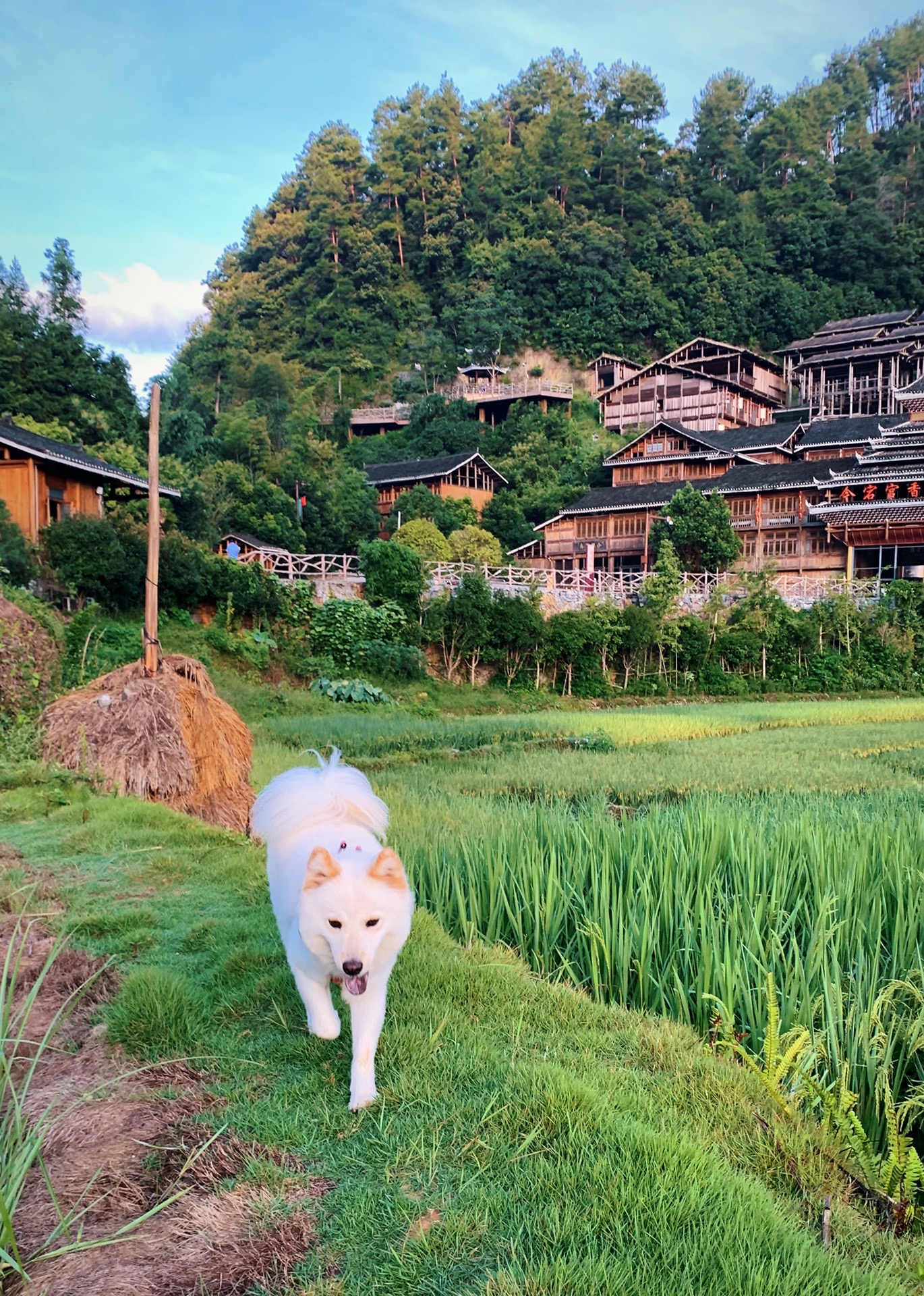 带上狗狗踏着夏天的尾巴追逐秋天的风2021年贵州小众自驾游