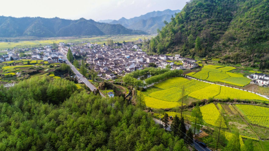 安徽黄山:油菜花开满地香 乡村美景最迷人