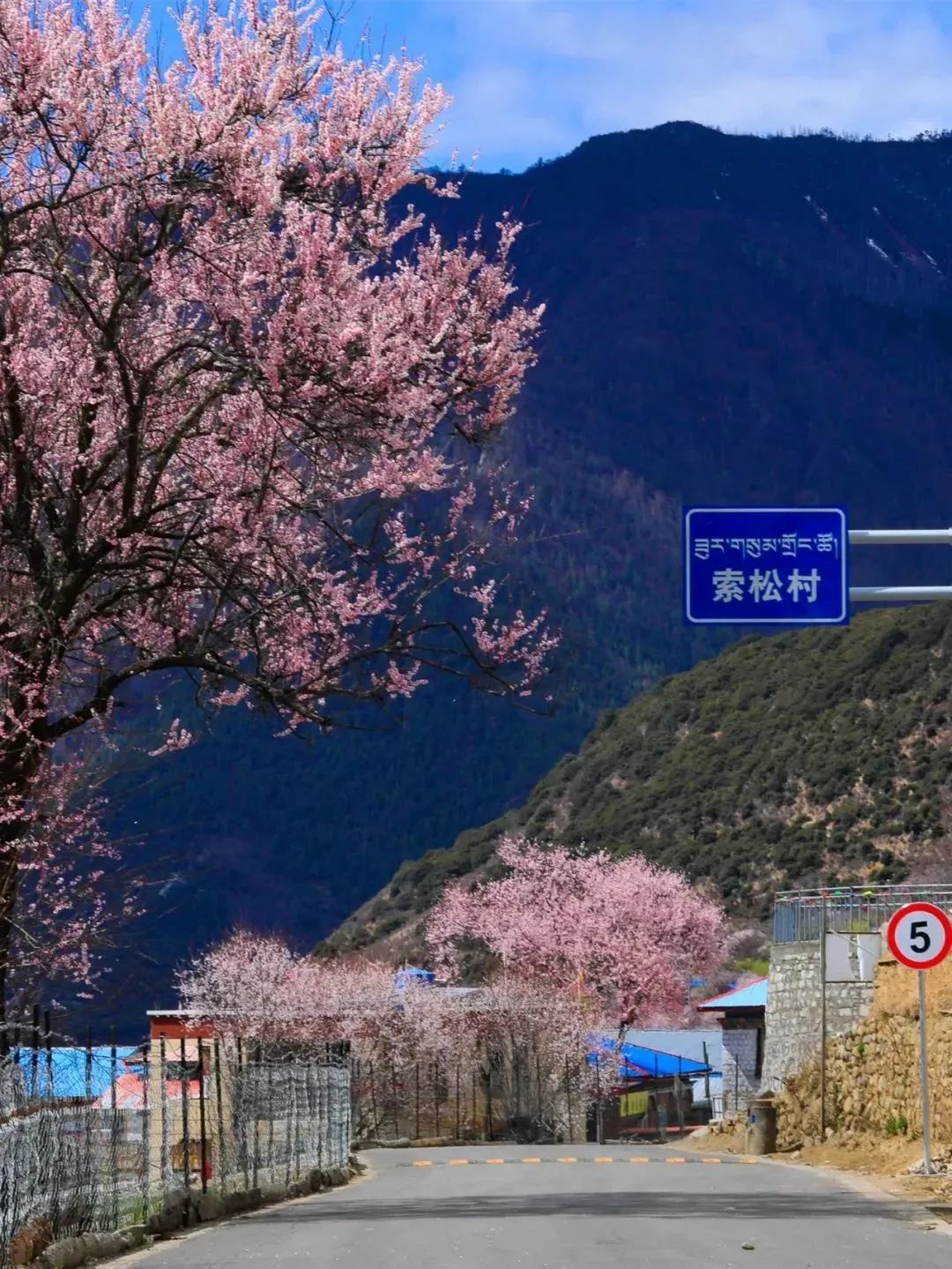 索松村在雅鲁藏布大峡谷的半山腰,每年三四月份,村子将呈现出"十里