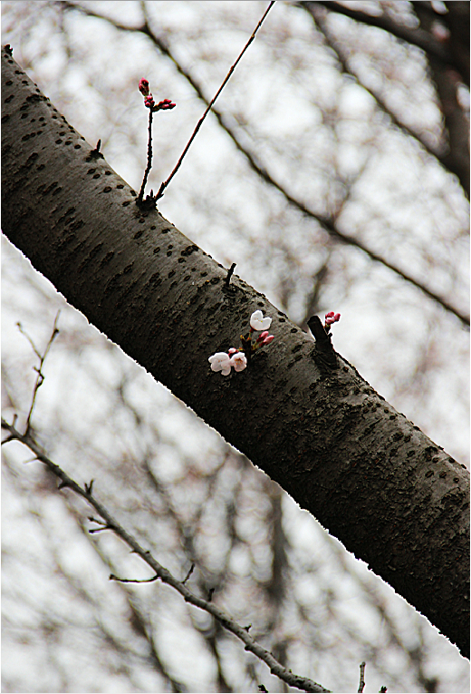 阴雨绵绵不断，我自信步悠游－－三月无锡的一天