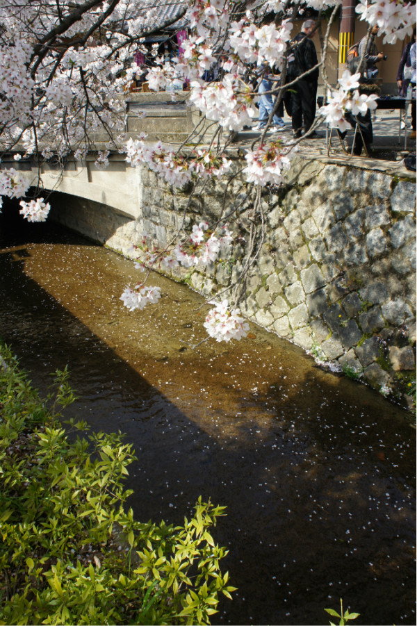 2013日本樱花之旅--大阪，京都，河口湖，东京,日本自助游攻略 - 马蜂窝