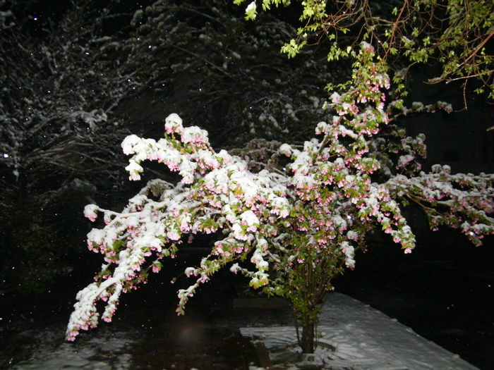 雪压海棠花无泪