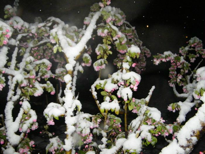 雪压海棠花无泪