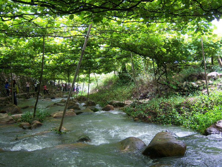 福安溪塔村葡萄沟