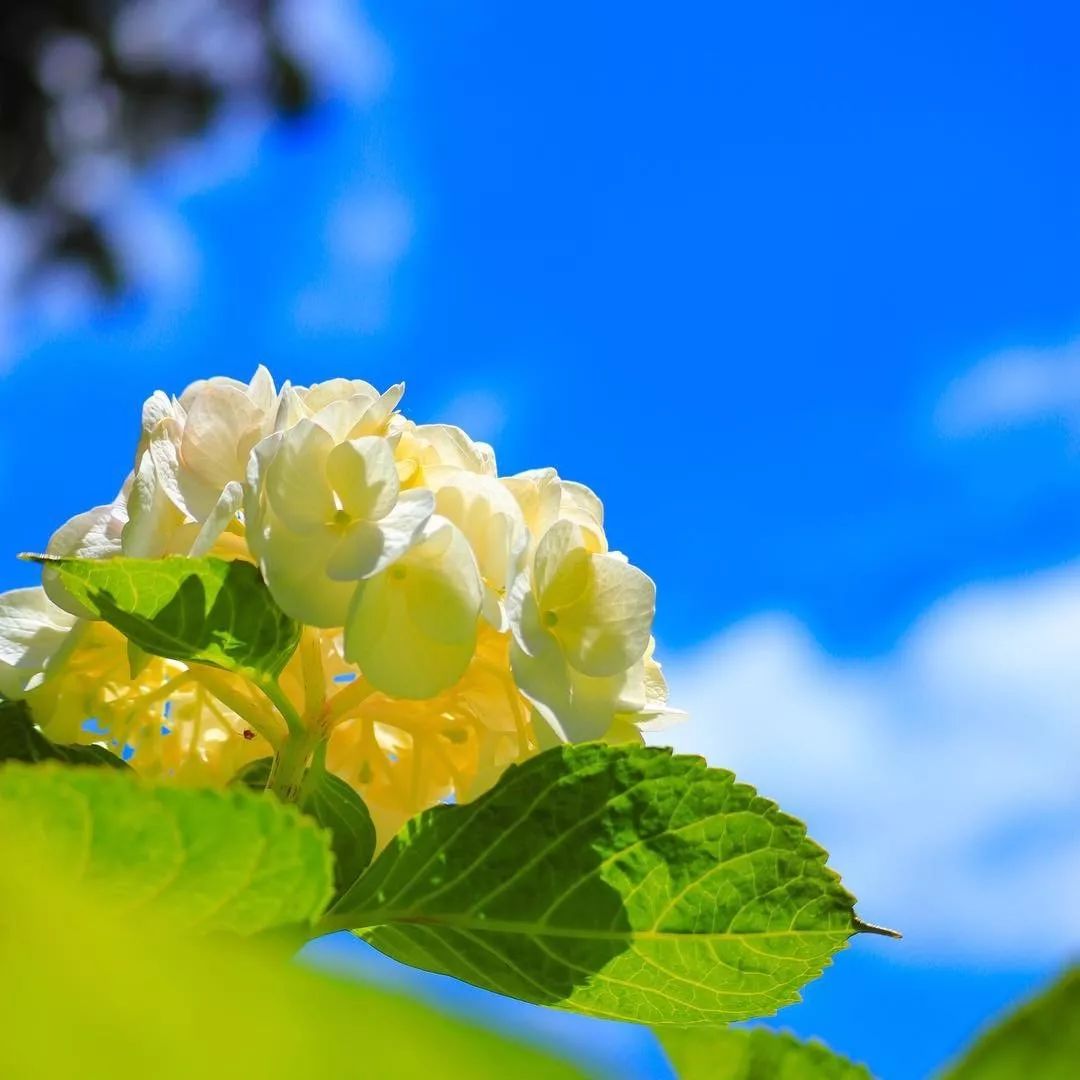 初夏限定 错过4月的樱花 雨季的紫阳花来了 手机马蜂窝