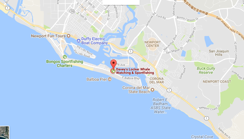 美国洛杉矶纽波特海滩 newport beach 海上观鲸之旅(多时间可选)