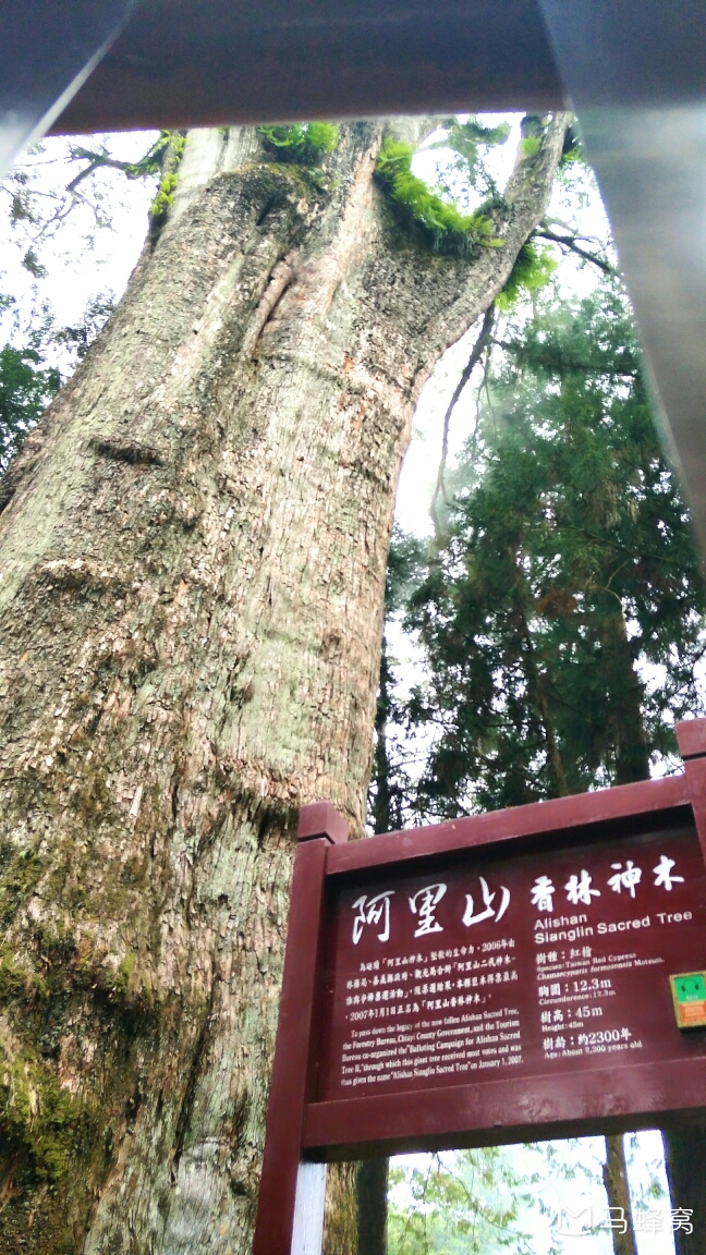 春节2月份到阿里山 去到神木 请问神木冷不冷 马蜂窝