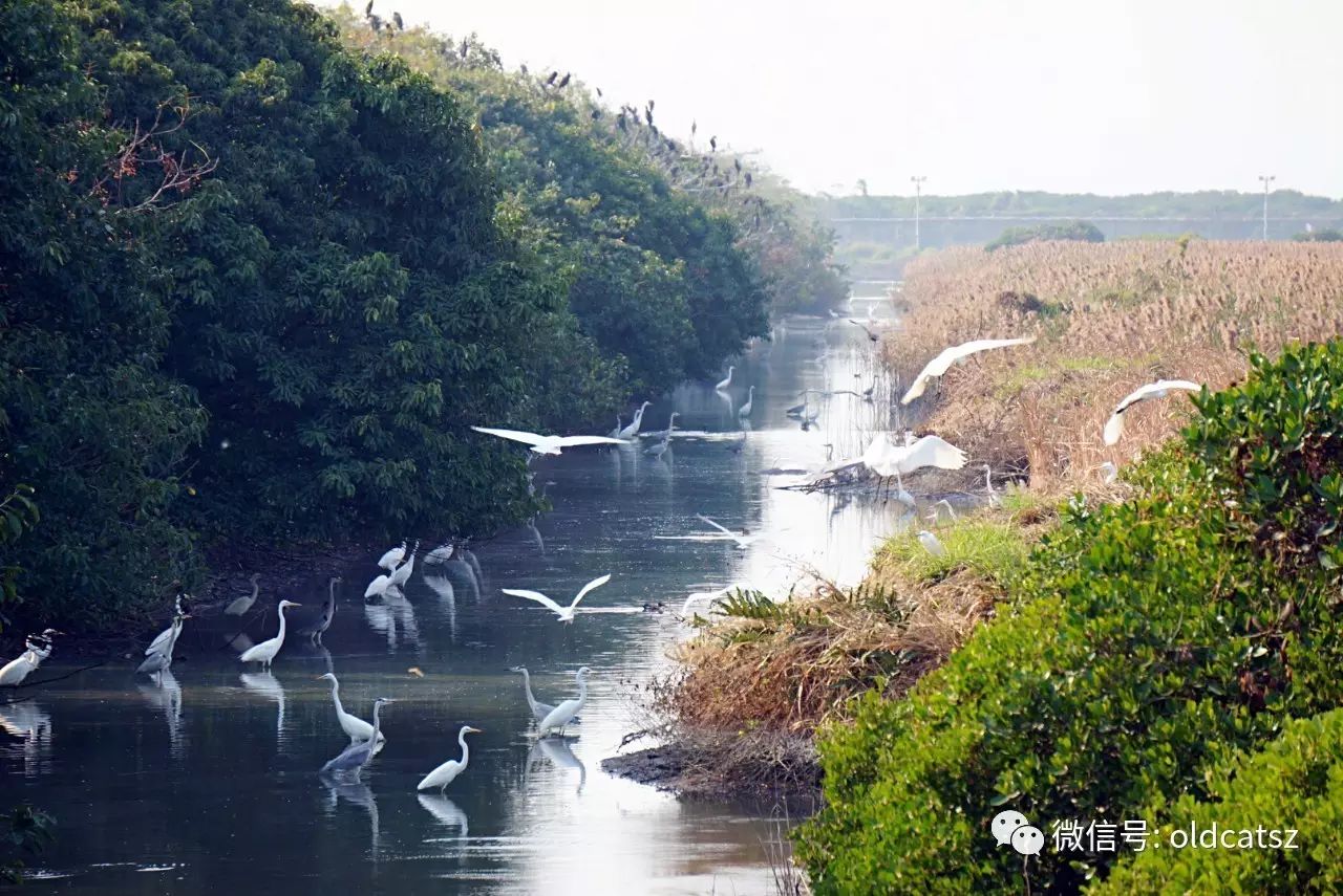 鳥類的世外桃源_香港米埔溼地自然保護區_遊記