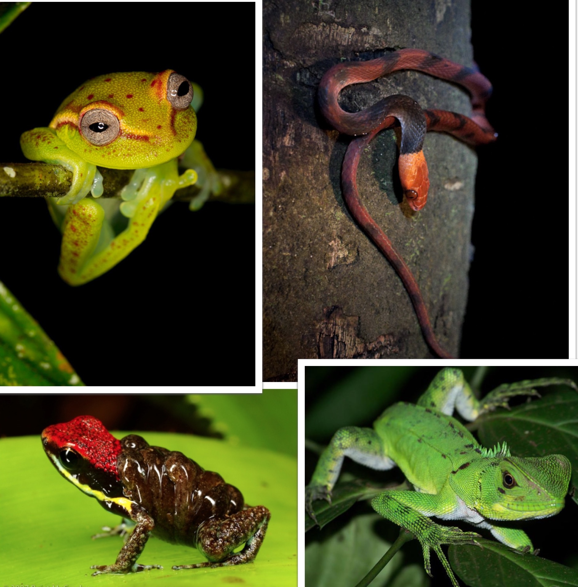 亚马逊原始森林动物图片