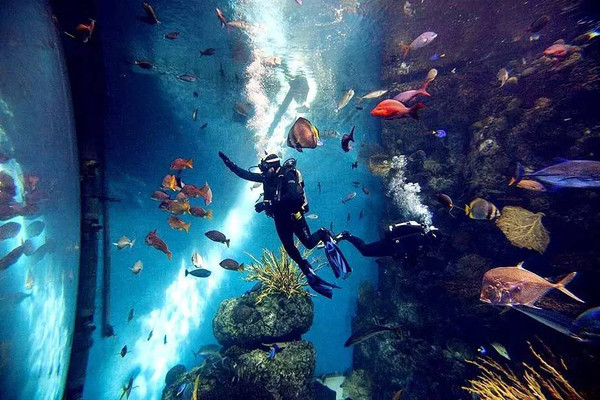 太平洋水族馆(aquarium of the pacific)电子票