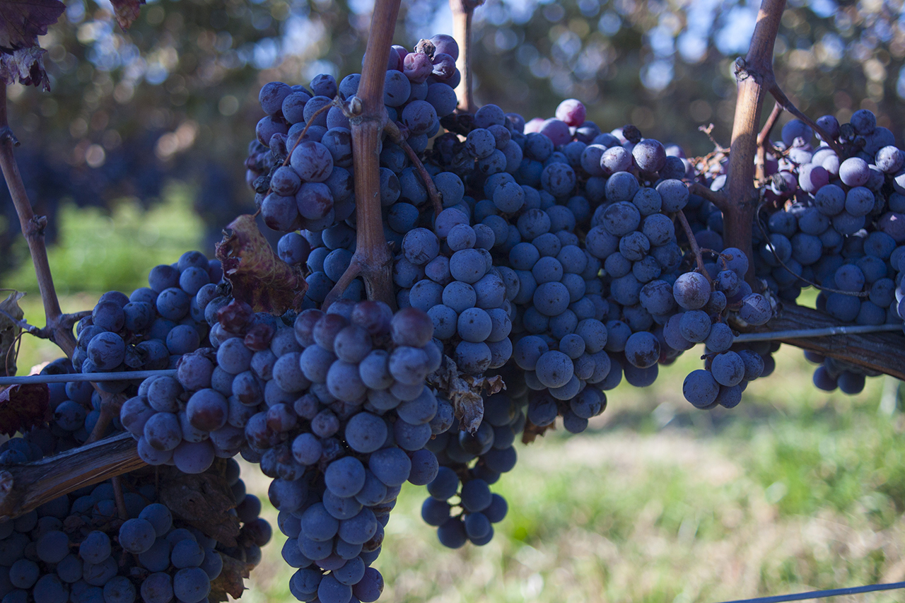 推开波尔多列级酒庄的大门,进入葡萄酒的微醺世界.