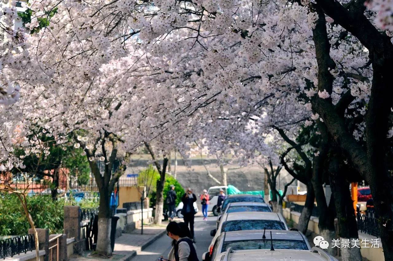 三明南路 . 櫻花,青島自助遊攻略 - 馬蜂窩