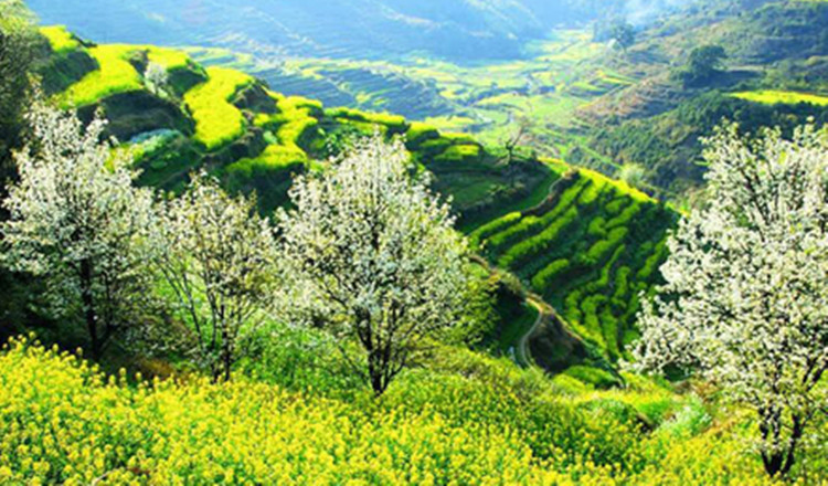 江西婺源旅游油菜花篁嶺門(mén)票＋上下行索道成人票 （免排隊(duì)取票刷身份證快速入園+高口碑+可訂當(dāng)日+網(wǎng)紅必打卡+四季曬秋+暢游無(wú)憂(yōu)）