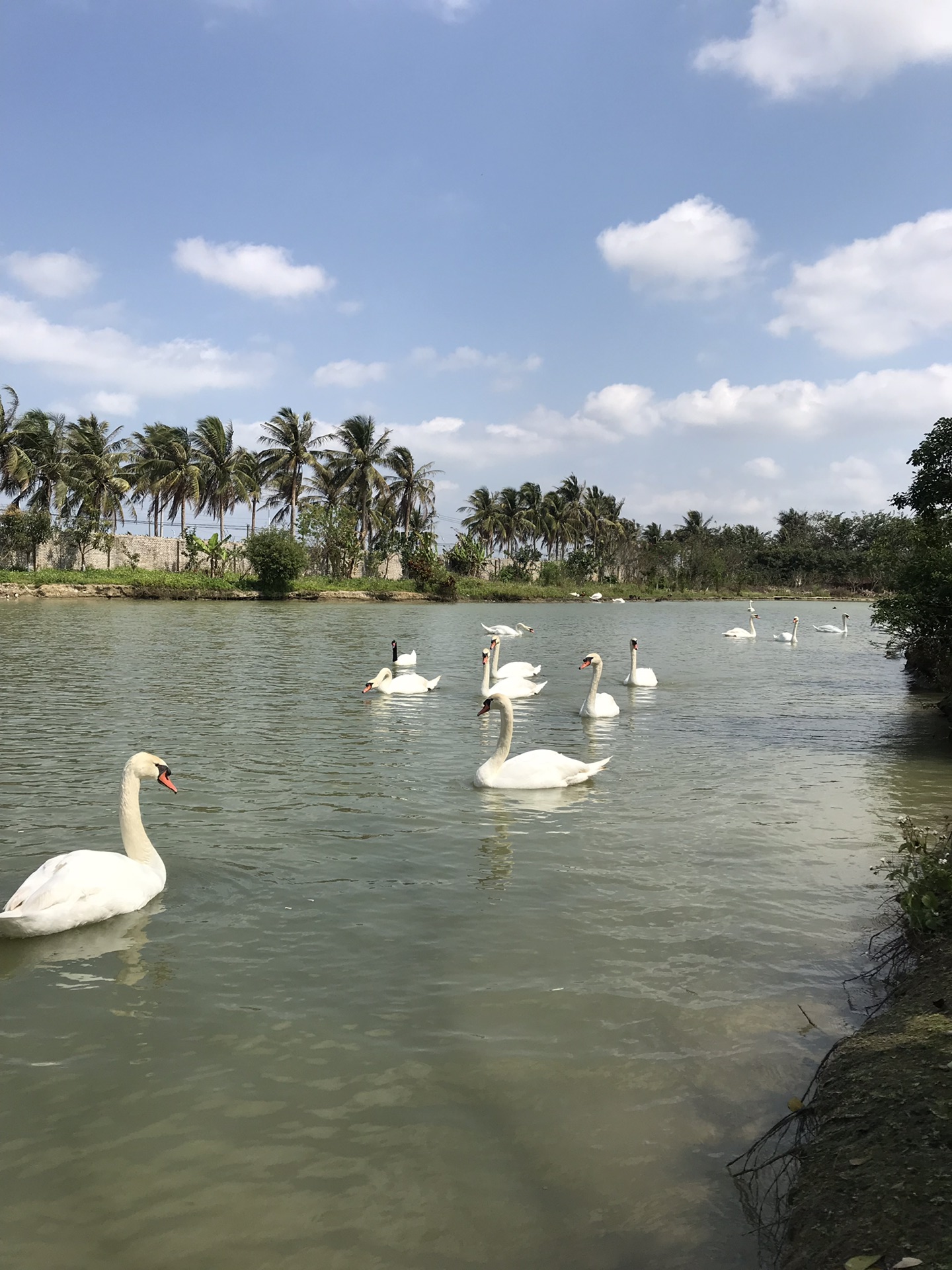 海口天鹅湖动物基地