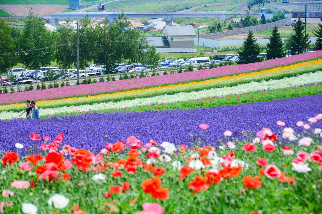 私家定制团 北海道全景8日暑假专享亲子包团定制游 抱枕diy 白色恋人 忍者村 花火大会 签约赠礼 马蜂窝自由行 马蜂窝自由行