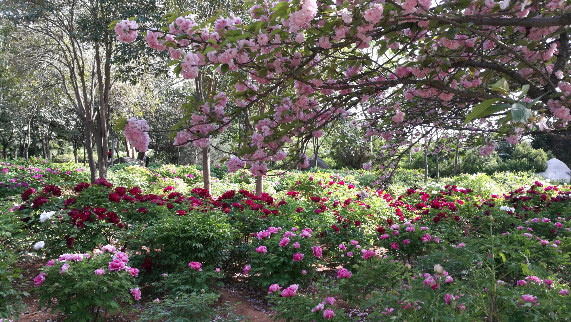 中國國花園