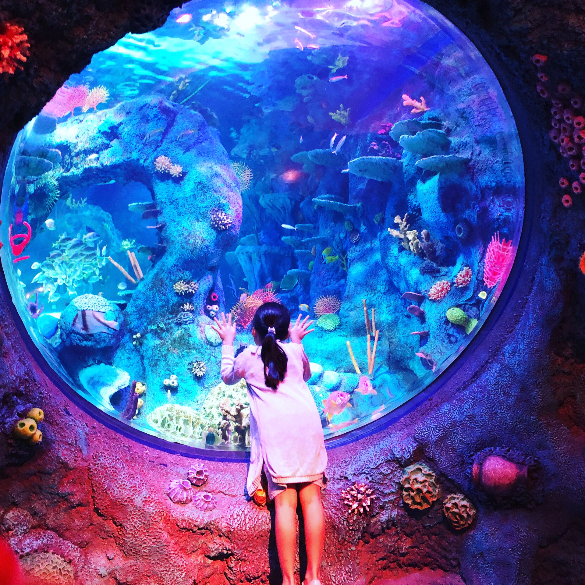 【新山景点图片】sea life海洋探索中心