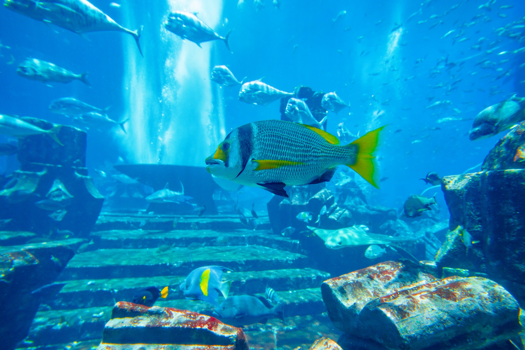 迪拜水族館海底世界 (dubai aquariumand under water zoo)