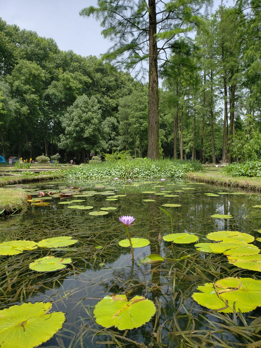 武漢植物園~20180527