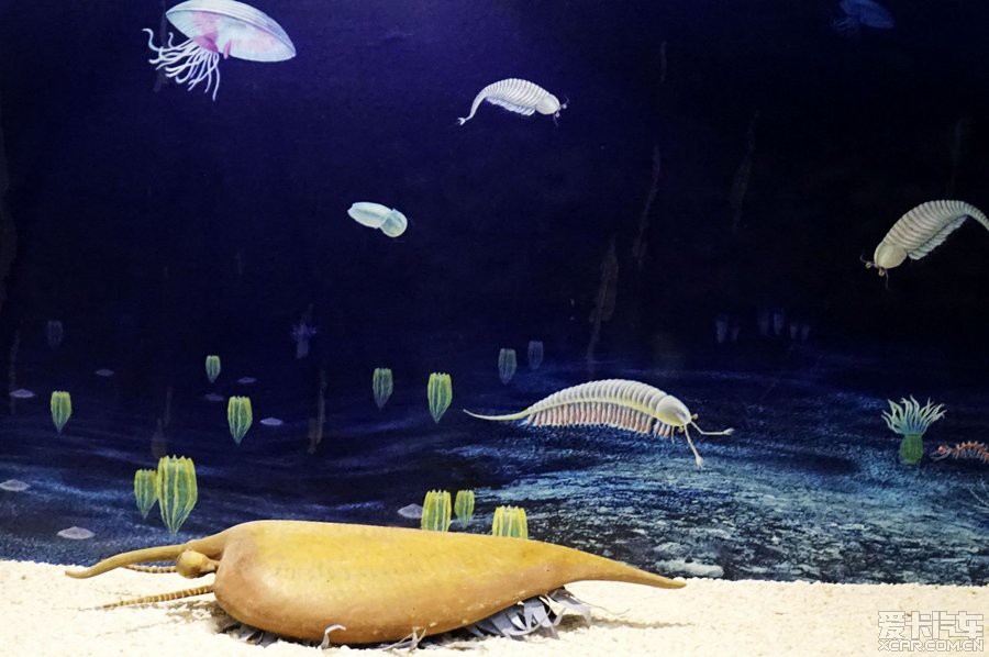 滇(巅)峰之作----澄江动物化石群(云自游1)