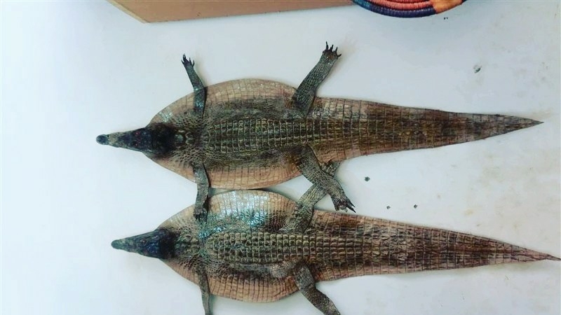 苏丹的美食,好吃的披萨,烤鸡,冰淇淋甜点 我们班有 黑 黄 白 棕四色