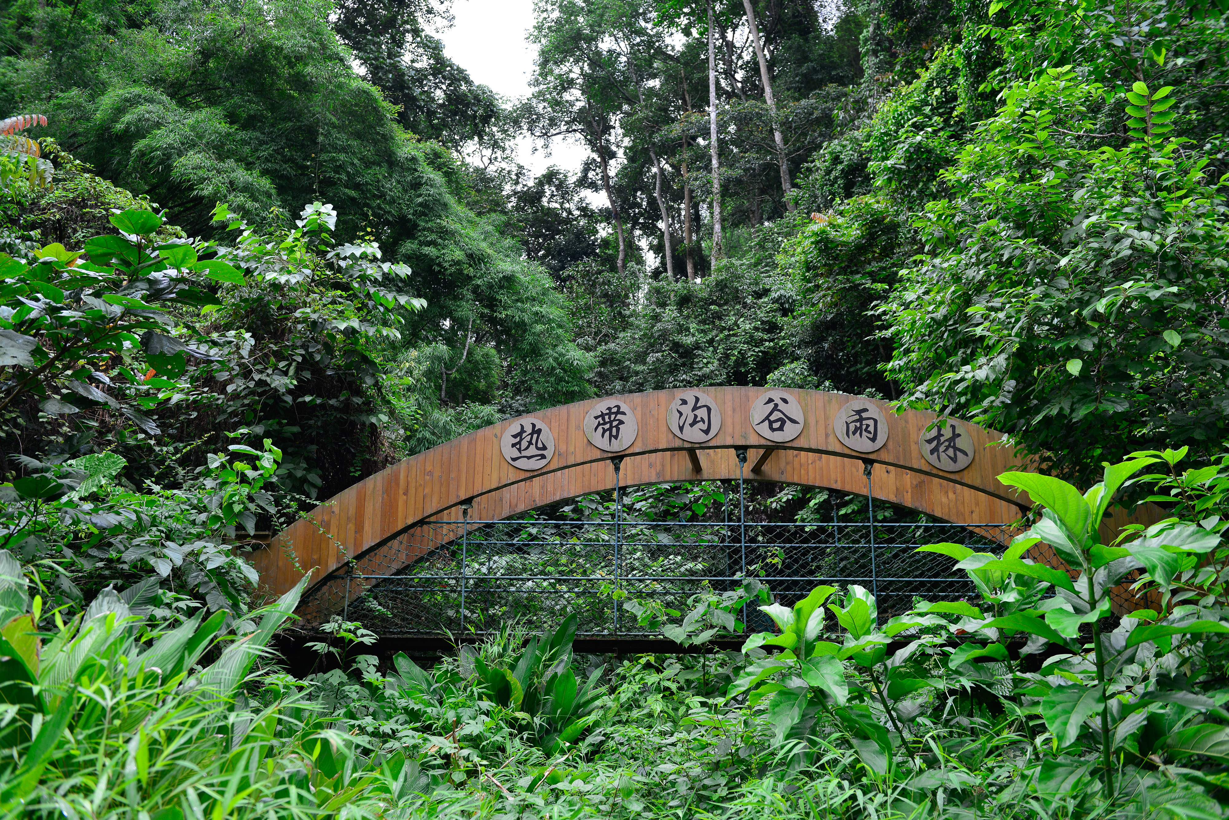 西雙版納原始森林公園電子票通道 森林公園直通車 ( 即買即用 無憂暢