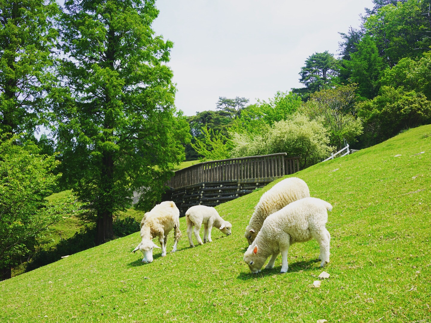 神户市立六甲山牧场攻略 神户市立六甲山牧场门票 地址 神户市立六甲山牧场景点攻略 马蜂窝